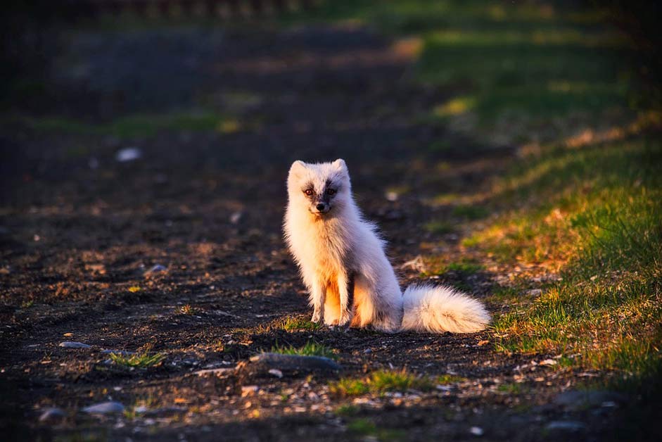 Norway Wildlife Animal Arctic-Fox