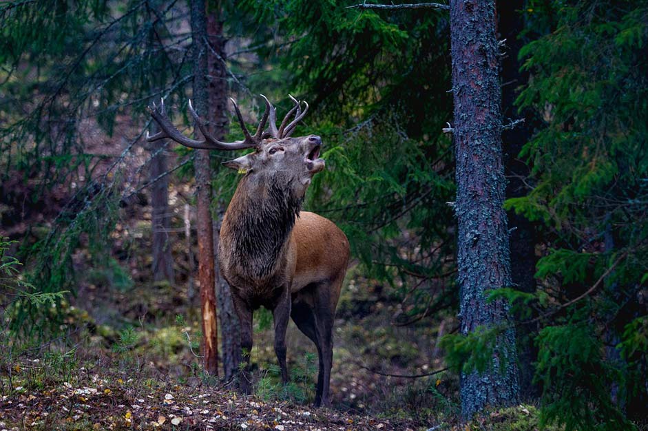 Forest Norway Red-Deer Flay
