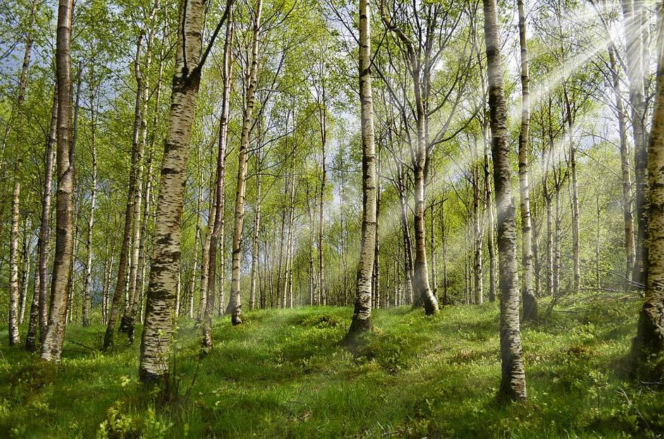 Sunbeam Spring Birch Forest