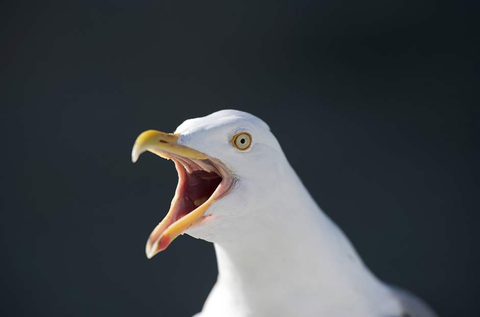 Svolvr Hurtigruten Norway Seagull