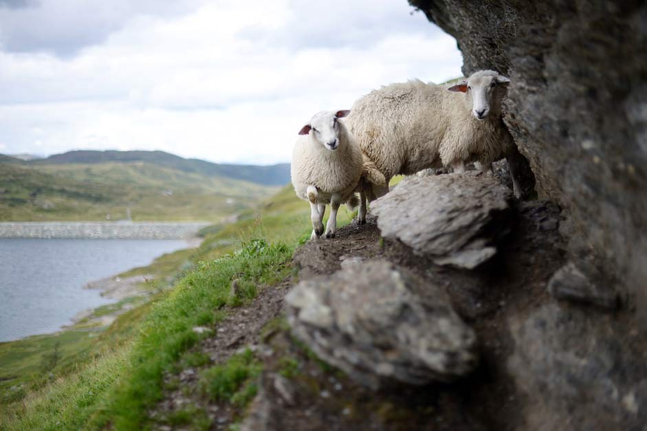 Nature High-Landscape Norway Sheep