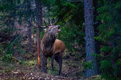 Flay Forest Norway Red-Deer Picture