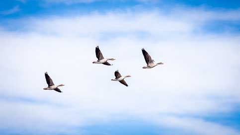 Goose Flying Flight Grey Picture