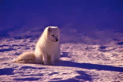 Norway Animal Arctic Fox Picture