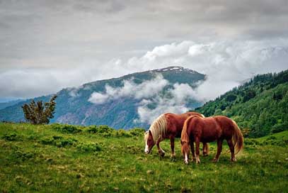 Grass Hayfield Outdoors Nature Picture