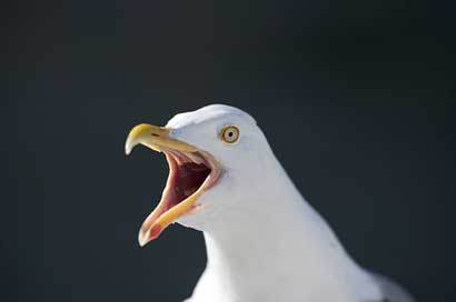 Seagull Svolvr Hurtigruten Norway Picture