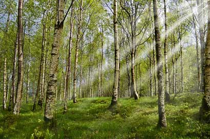 Forest Sunbeam Spring Birch Picture