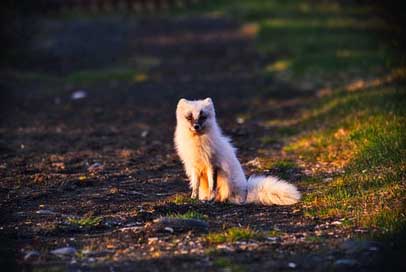 Arctic-Fox Norway Wildlife Animal Picture