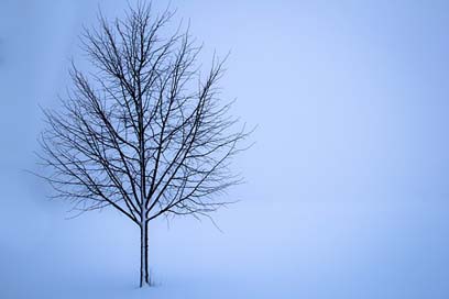 Tree Landscape Winter Snow Picture
