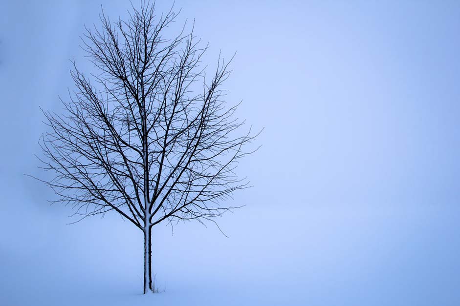 Landscape Winter Snow Tree