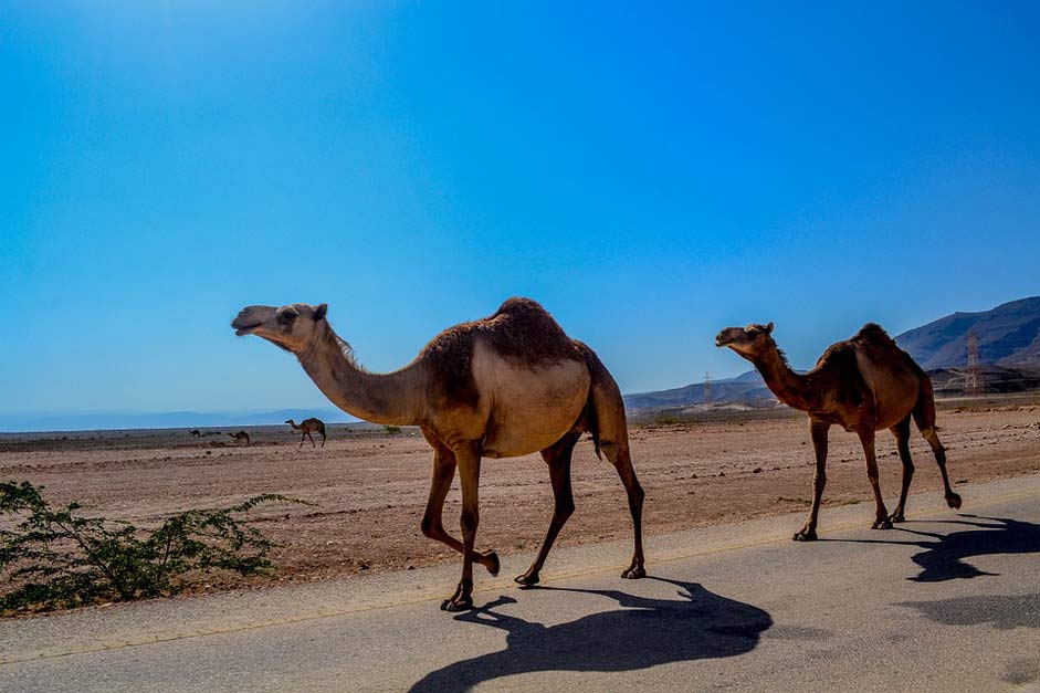 Oman Salalah Animal Camel