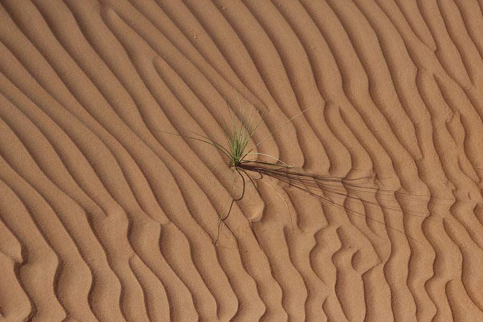 Dunes Sand Oman Desert