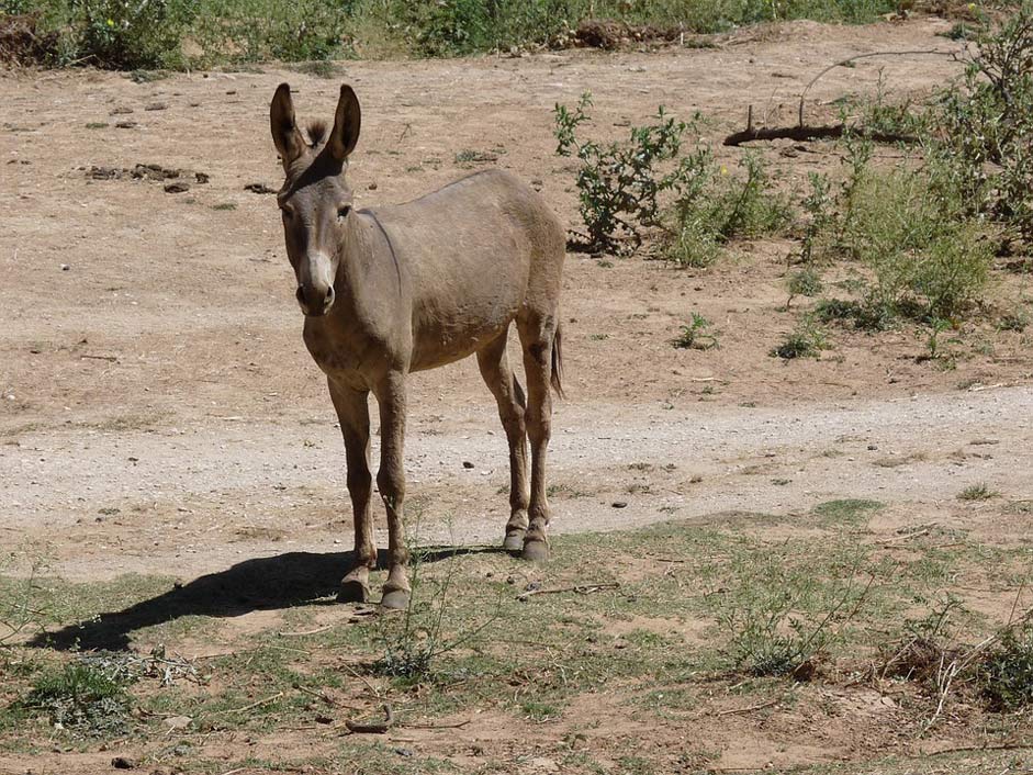 Animal Agriculture Bauer Donkey