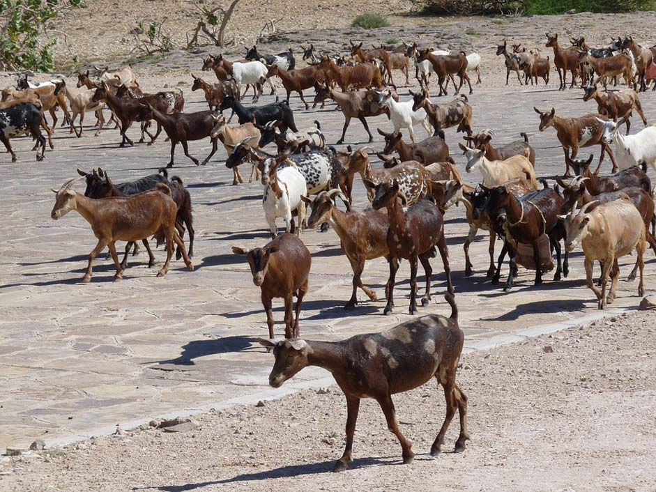 Goats Horns Animal Goat