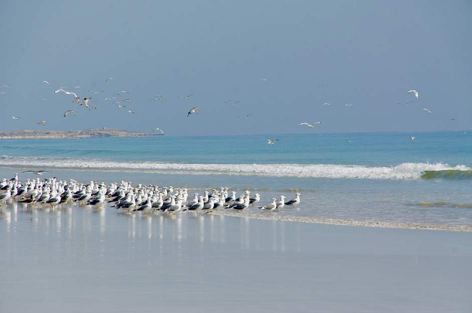Bird Seagull Sea Gulls