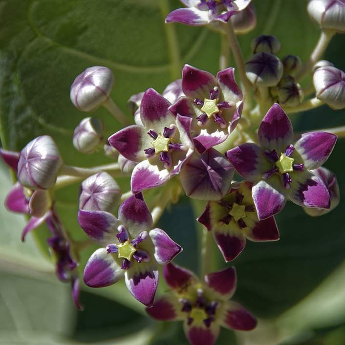 Bloom Flower Plant Oman