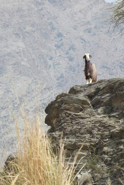  Goat Wadi Oman