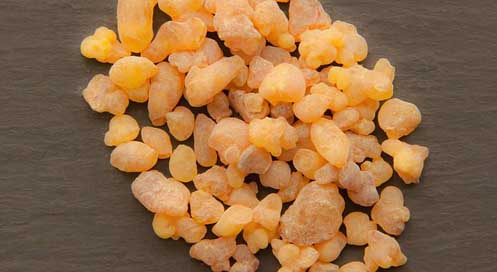 Boswellia-Sacra Incense Frankincense Oman Picture