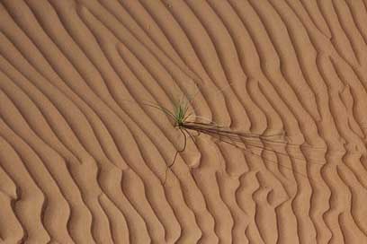 Desert Dunes Sand Oman Picture