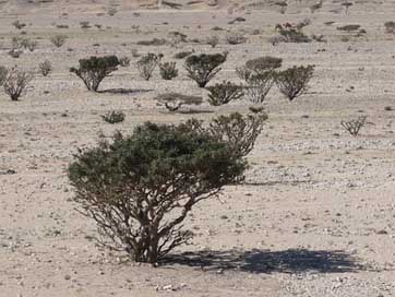 Desert Hot Dry Sand Picture