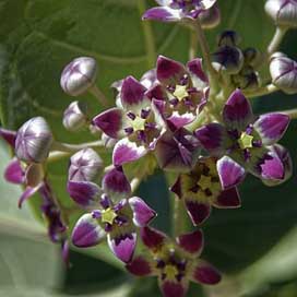 Oman Bloom Flower Plant Picture