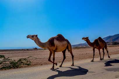 Camel Oman Salalah Animal Picture