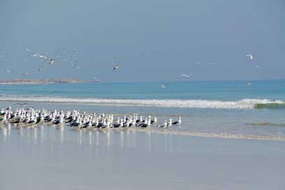 Gulls Bird Seagull Sea Picture