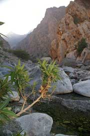 Oman  Mountains Wadi Picture