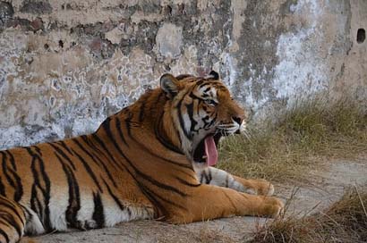 Tiger Cat Animal Wildlife Picture