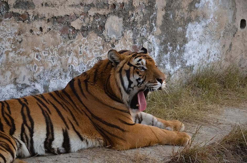 Cat Animal Wildlife Tiger
