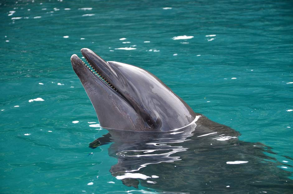 Dolphin-Watching Beach Palau Dolphin