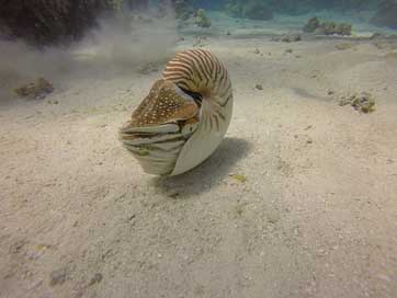 Nautilus Nature Dive Scuba Picture