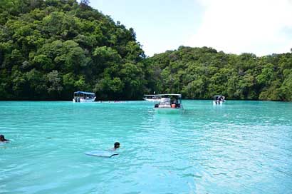 Dolphin Dolphin-Watching Beach Palau Picture