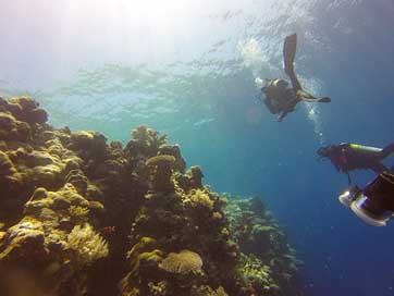Reef Sea Palau Diving Picture