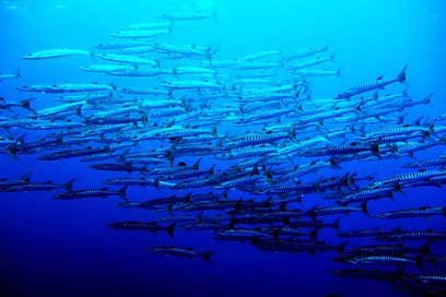 Sea  Blue Palau Picture
