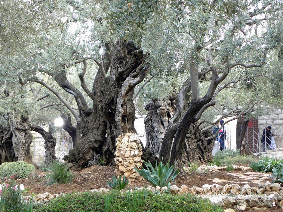Israel Jerusalem Garden Gethsemane