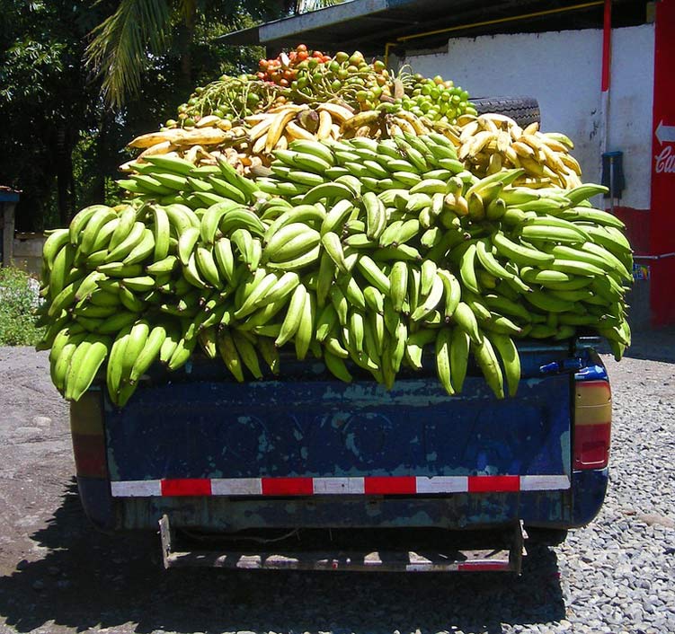 Panama Truck Plantain Banana
