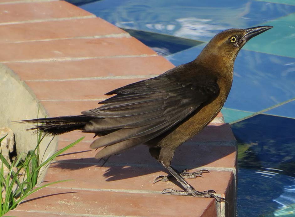 Blue Black Female-Cowbird Bird