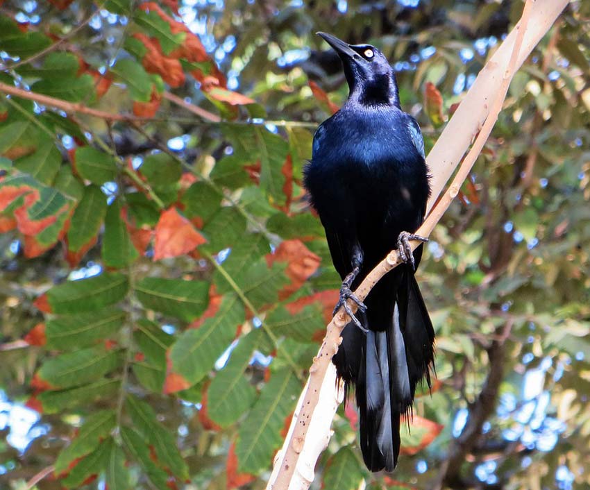 Blue Black Male-Cowbird Bird