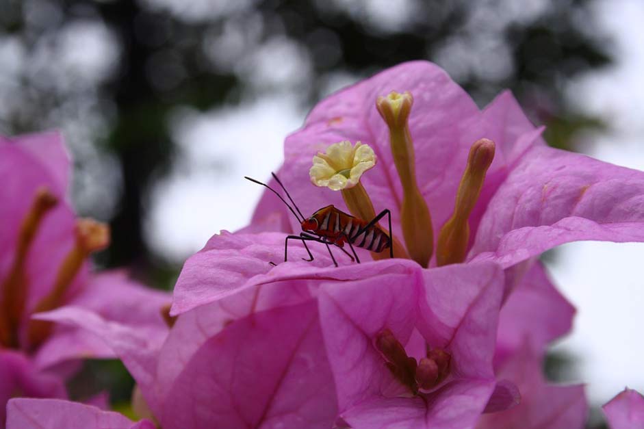 Macro Nature Insect Flower