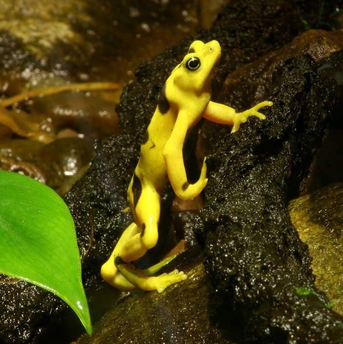 Wildlife Amphibian Atelopus-Zeteki Frog