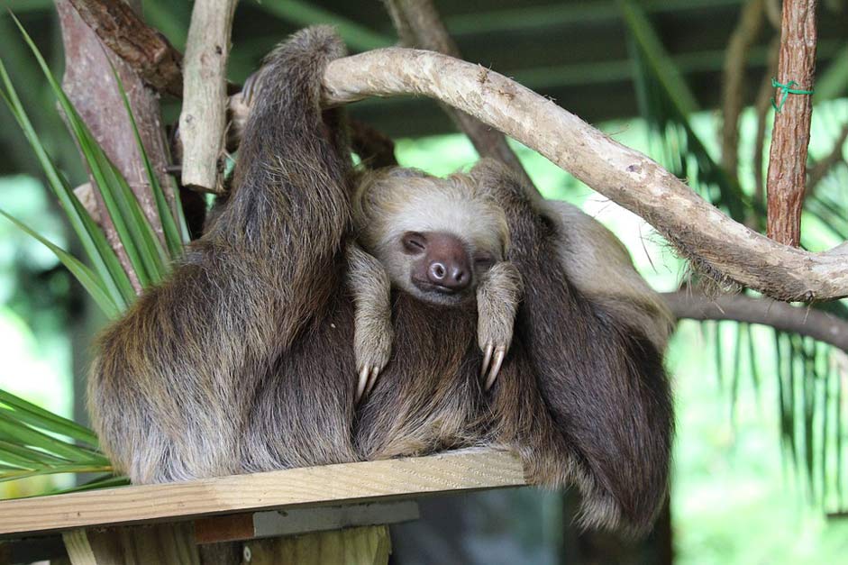 Mother Child Sloth Panama