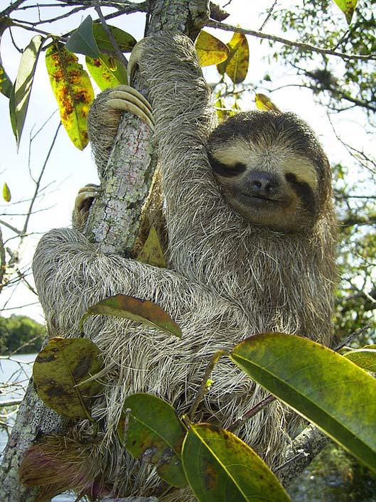 Three-Toed-Sloth Bradypus-Pygmaeus Sloth Pygmy-Sloth