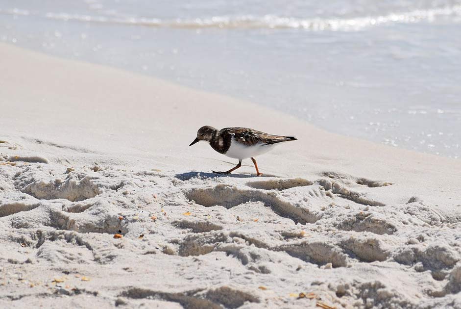 Animal Winter-Plumage Shore-Bird Ruddy-Turnstone