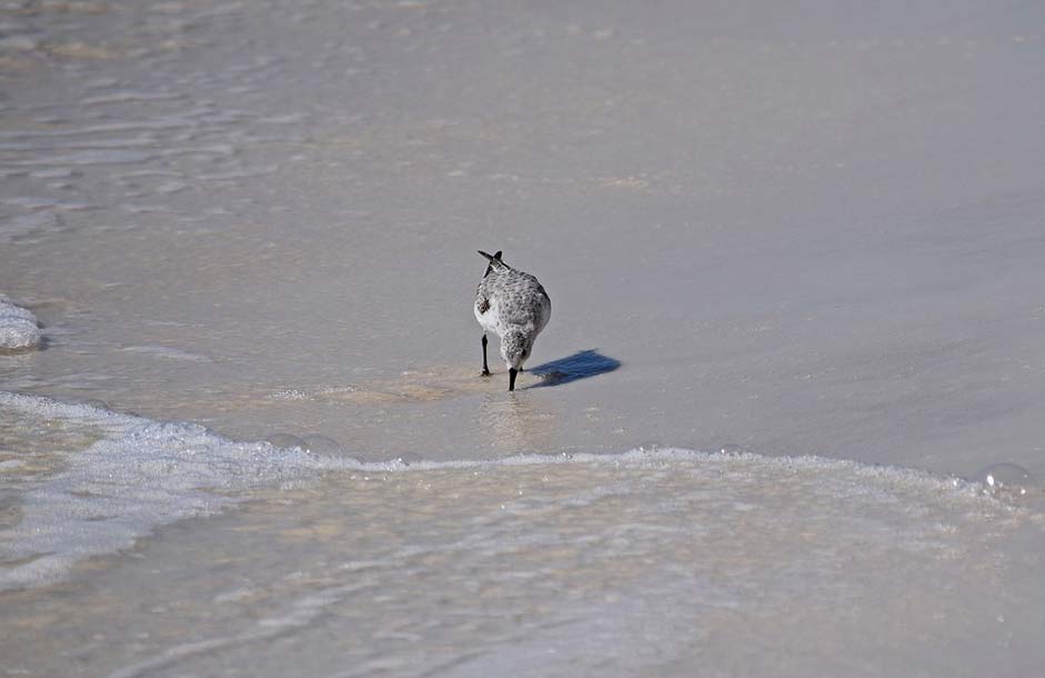 Nature Animal Shore-Bird Sanderling