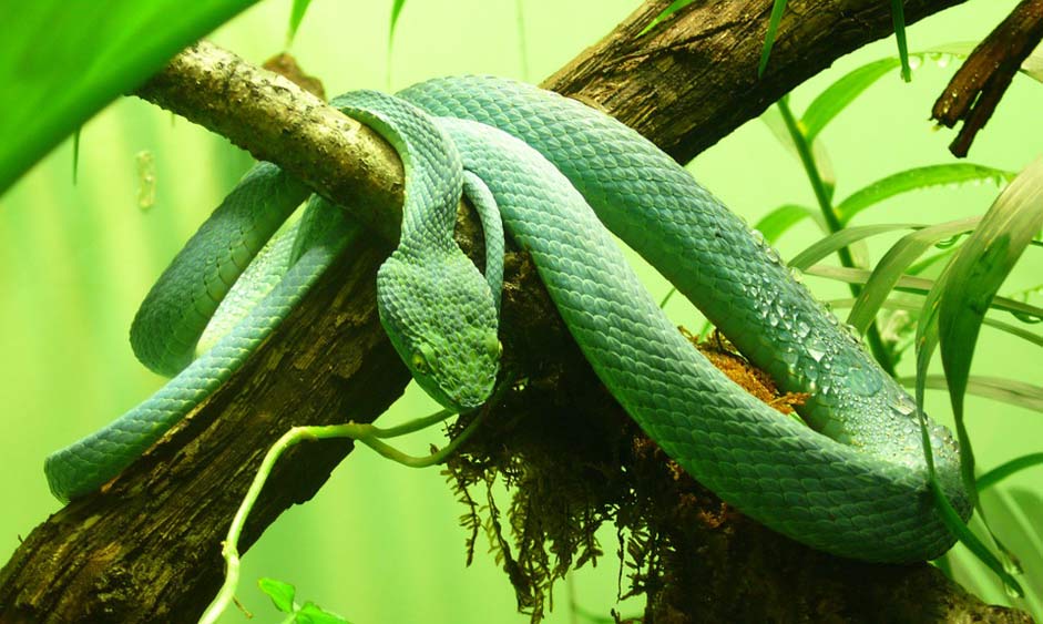 Poisonous Venomous Pit-Viper Side-Striped-Palm-Viper