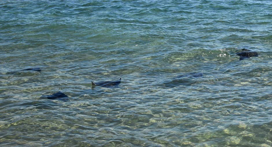 Migration Fish Stingray Stingrays-In-The-Surf