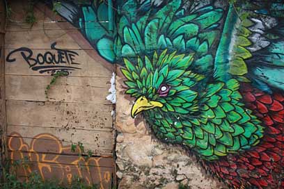 Quetzal Rainforest Bird Topical Picture