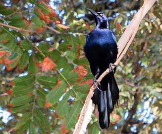 Bird Blue Black Male-Cowbird Picture