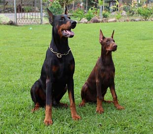 Trainer Doberman Bravo Dobies Picture